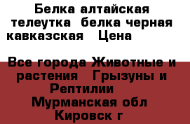 Белка алтайская телеутка, белка черная кавказская › Цена ­ 5 000 - Все города Животные и растения » Грызуны и Рептилии   . Мурманская обл.,Кировск г.